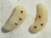Samičky roztoče Varroa na včelích larvičkách